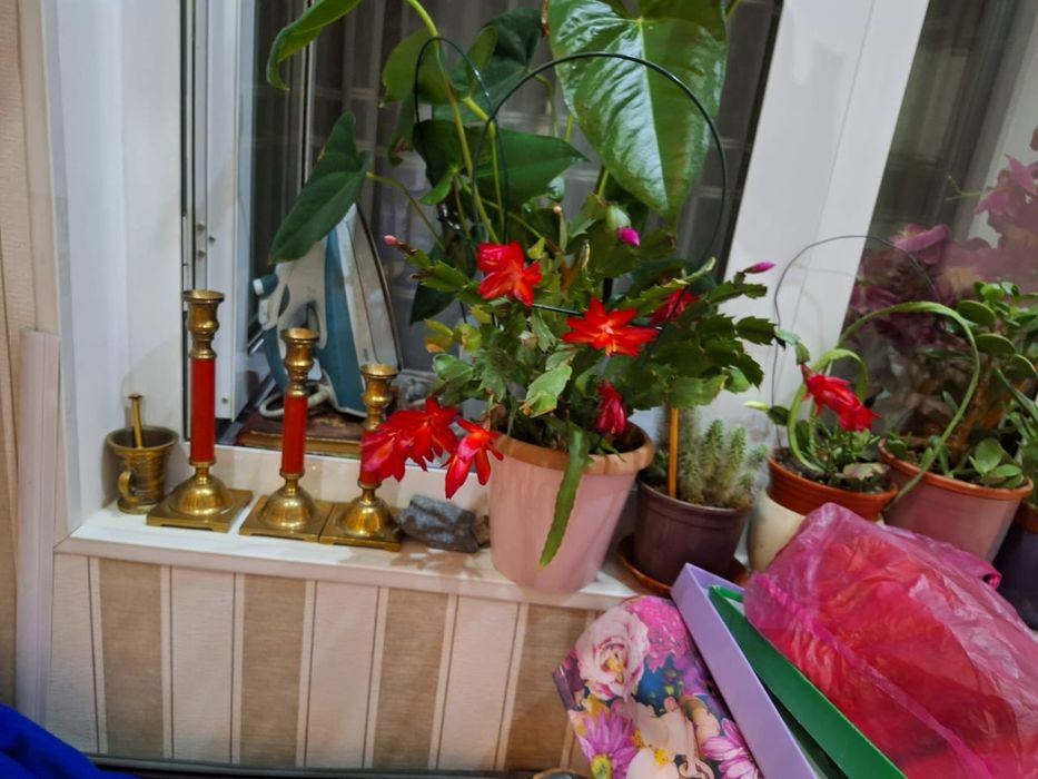 Декабристы цветы