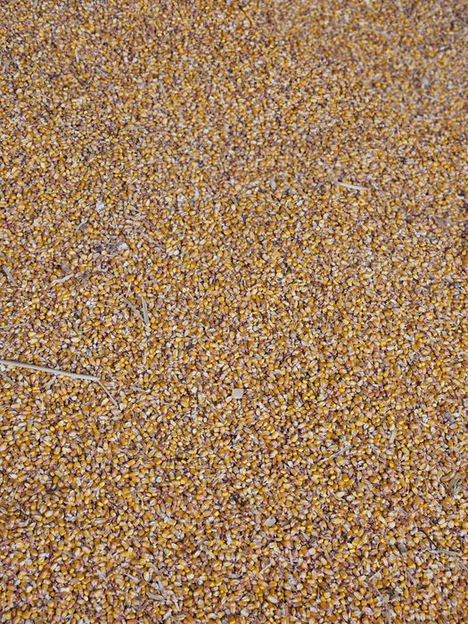 Vand Porumb Boabe 2025