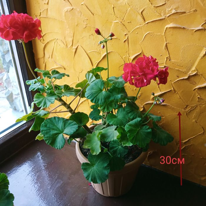 Цветы для дома , неприхотливы, можно на подарок акции