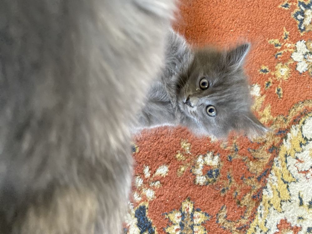 Котята, мысыктар