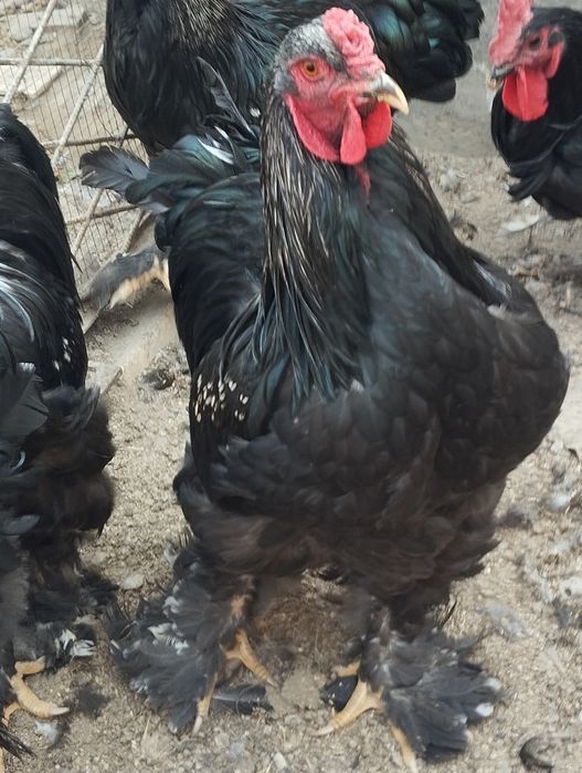 Хурозла сотилади.Брама кора.