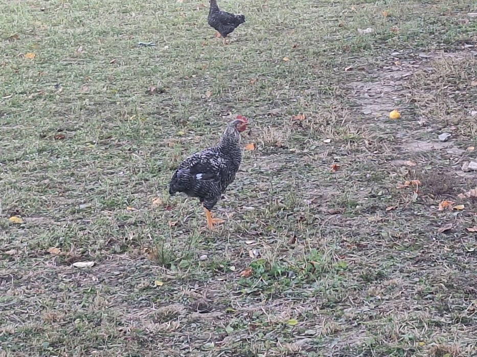 Pasari crescute in gospodarie