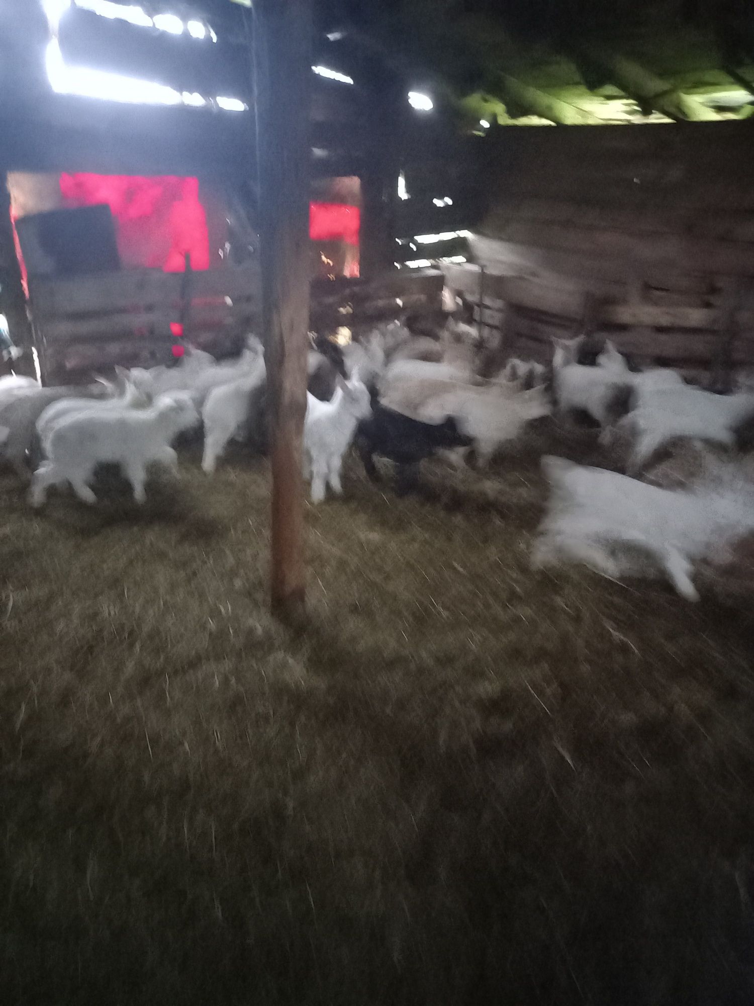 Vând țepişori pentru tăiat