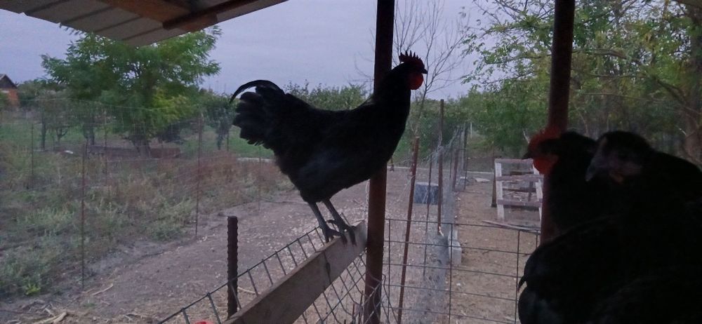 Cocosi Australorp originali