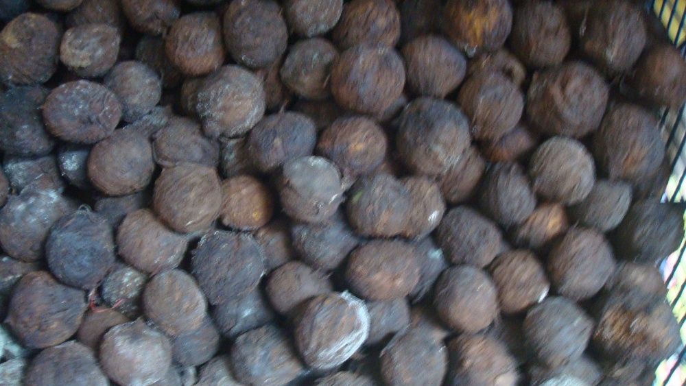 Vand nuci negre americane Juglans nigra recolta 2024 cu coaja verde