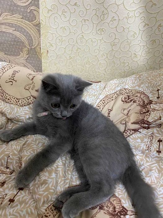 Продаётся котёнок