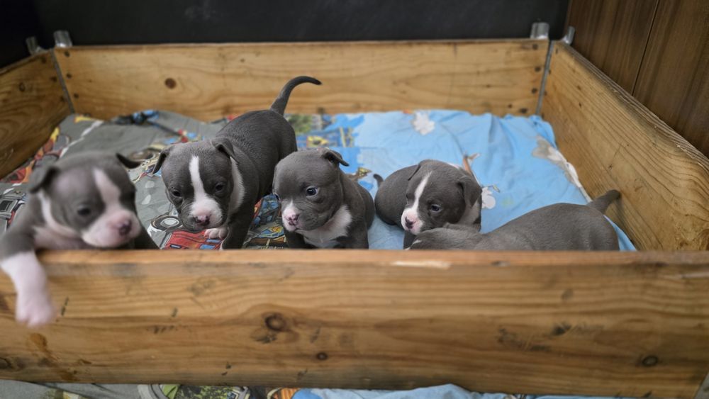 Американско покет були / American pocket bully