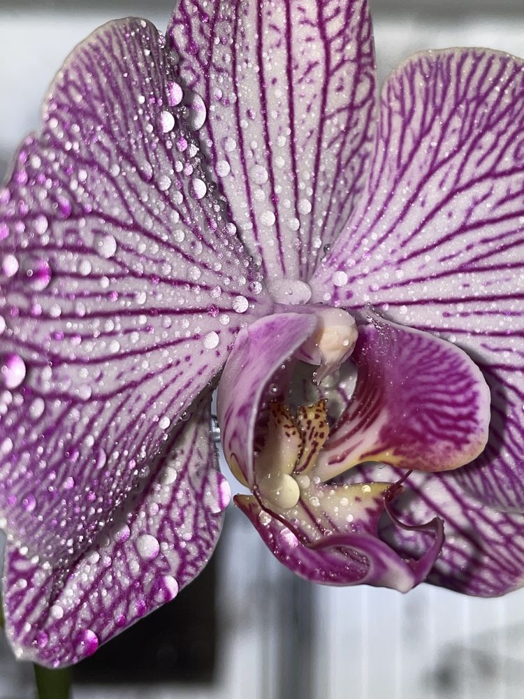 Орхидеи фаленопсисы разные с отличной корневой