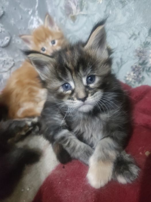 Продам Мейн-куна девочку