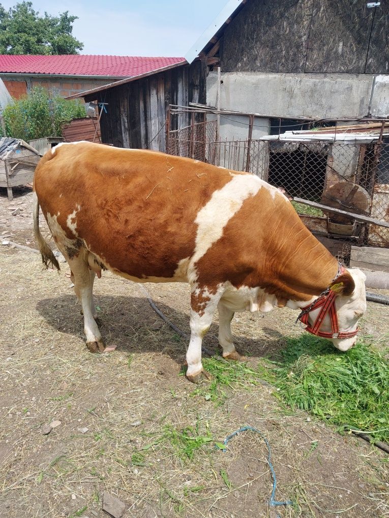 Vând vacă gestantă în 8lunii