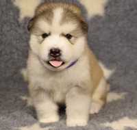 Malamut de alaska ( husky )