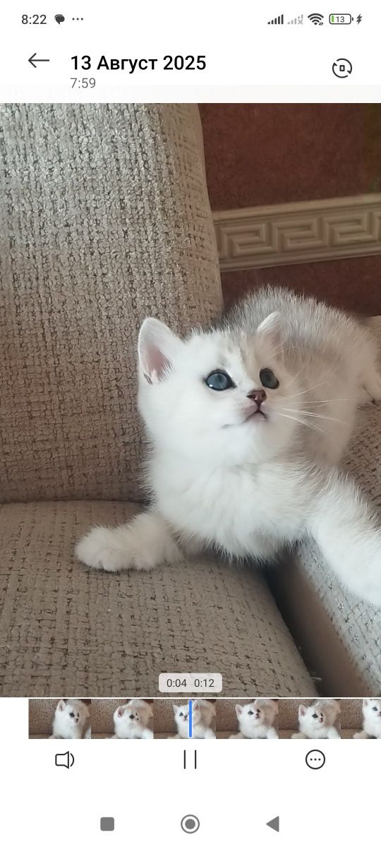 Британский Шиншилла Чистокровный