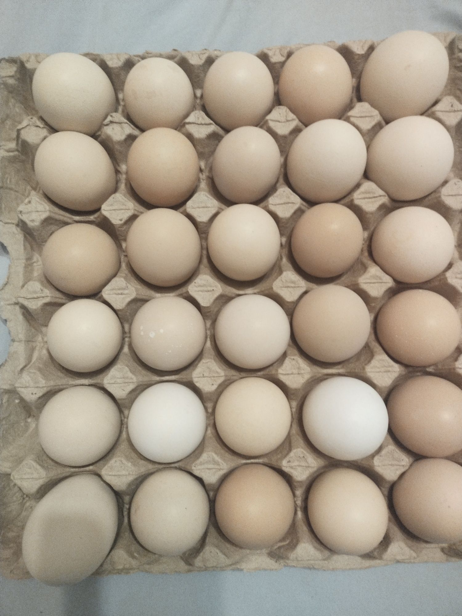 Продам домашние куриные яйца