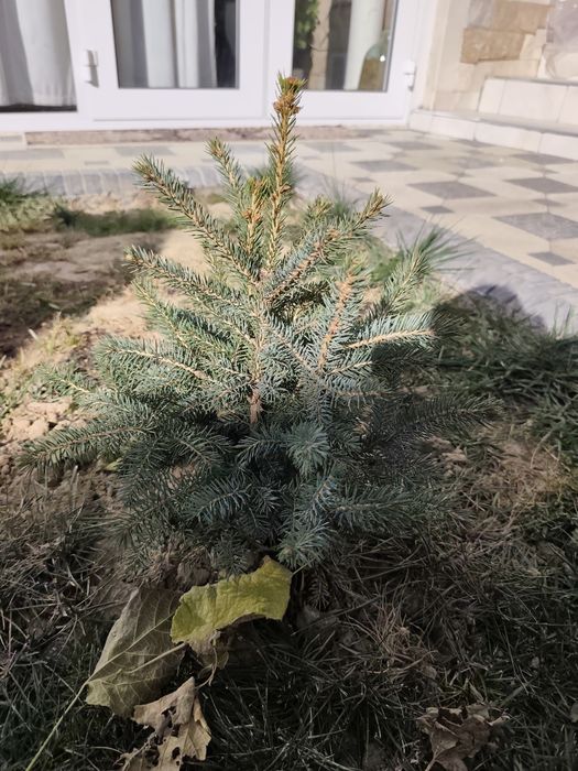 Арча голубой ел 4 та бор 50 см 40 см мошлашган бизни иклимга