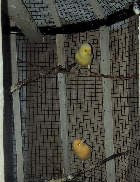 2 perechi de canari cu colivie cadou