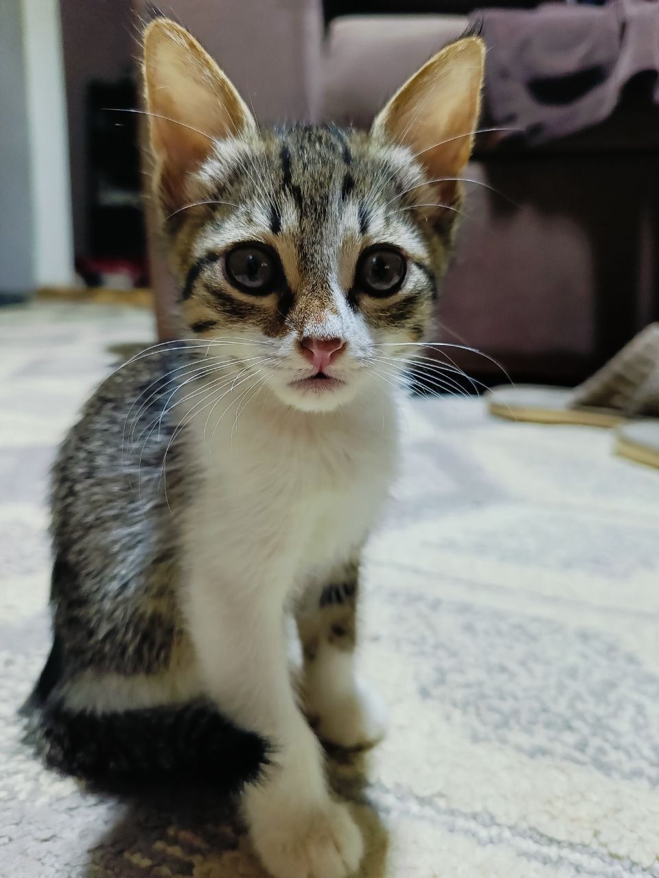 Котята бесплатно