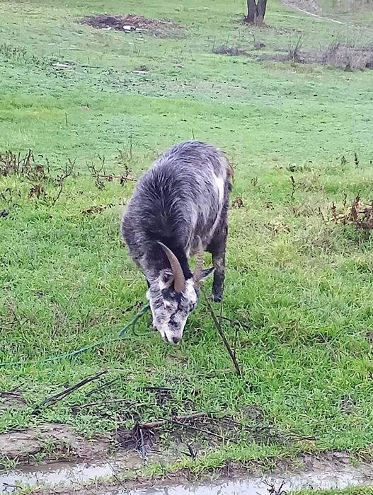 Vând capre gestante