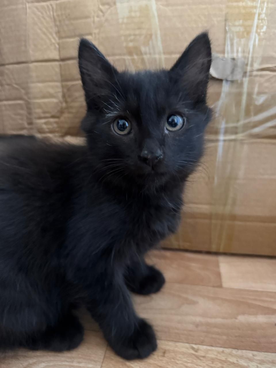 Котик мальчик, темношоколадного цвета!