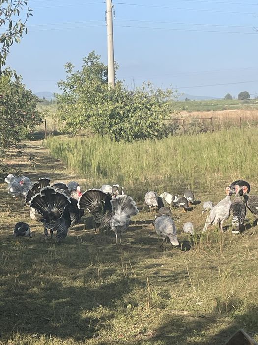 Disponibili curci si curcani