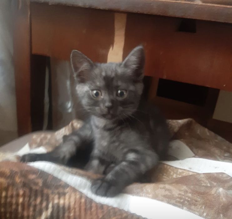 Отдам котят в добрые руки