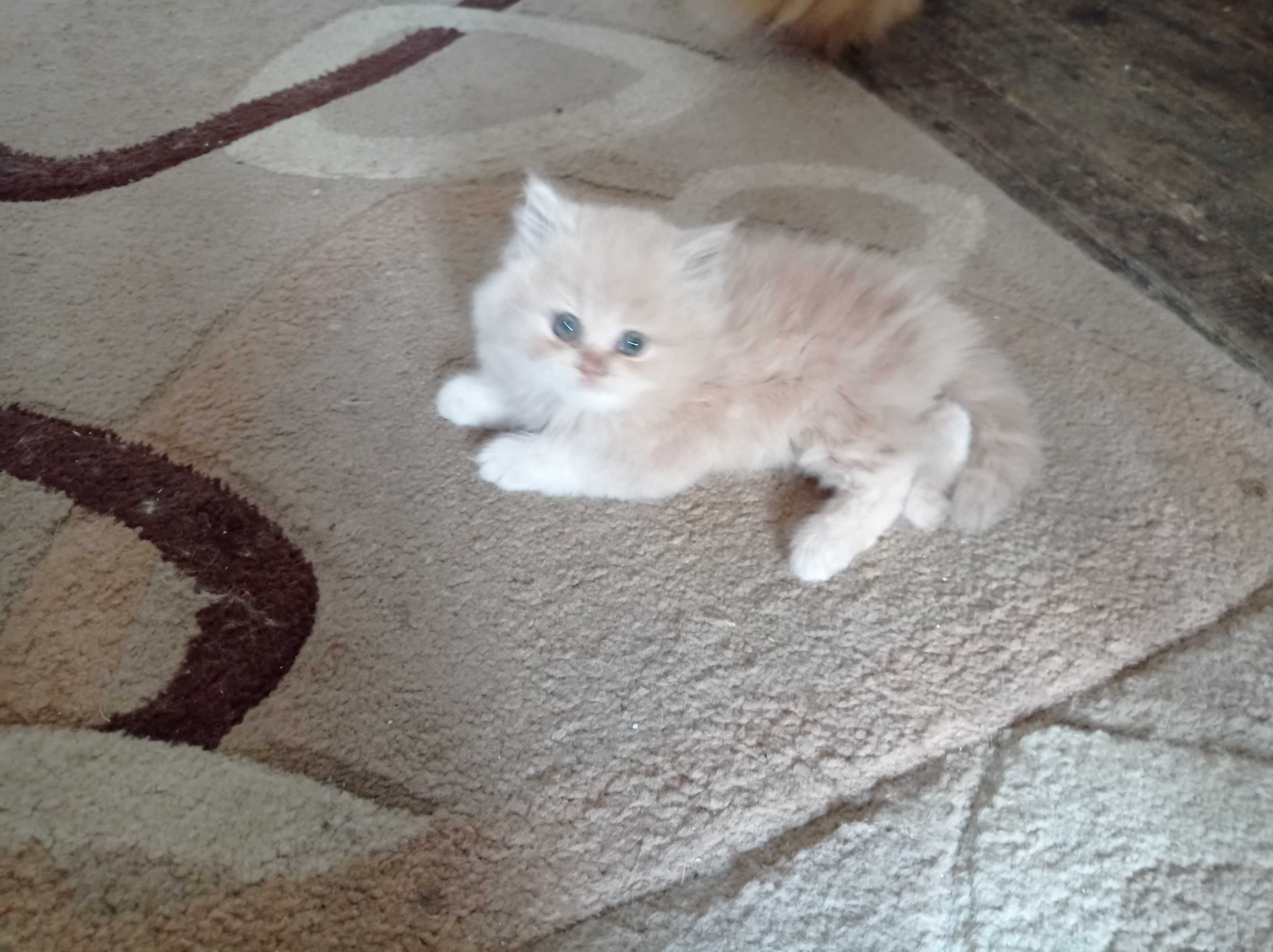 Продавам персийски котенца