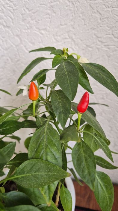 Декоративный перчик многолетник