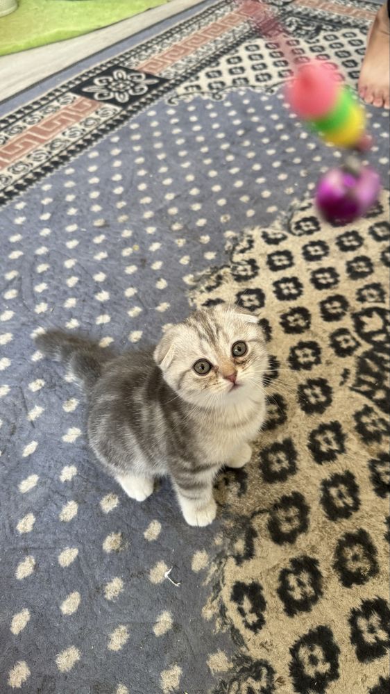 Котята скотишь фолд