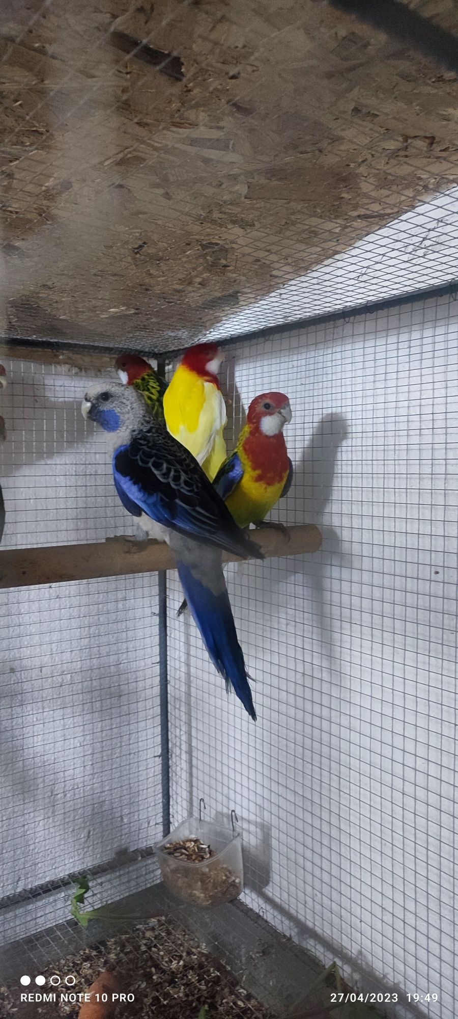 Различни видове папагали Аратинги Александри врабчови
