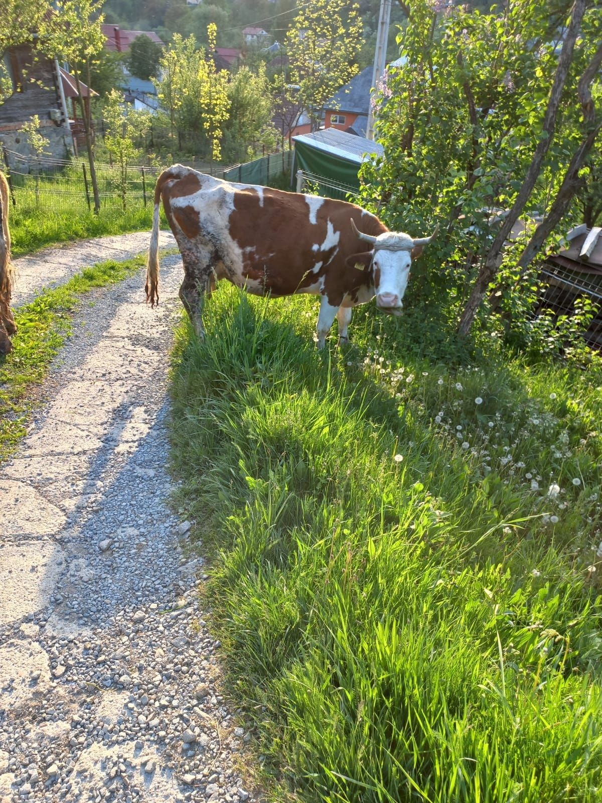 Vaca bălțată  cu vițel