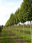 Sorbus, Fraxinus, Tilia, Fagus Sylvatica, Carpinus betulus, fastigiata
