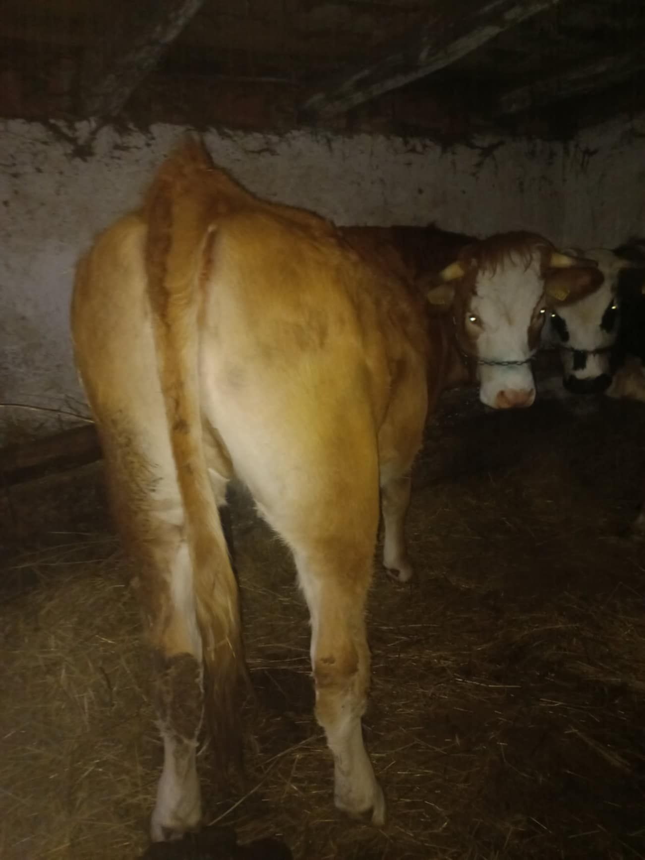 Vând vacă de un an jumate, gestantă în două luni