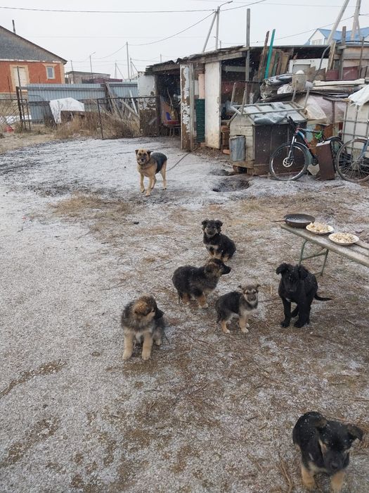 Щенков в добрые руки