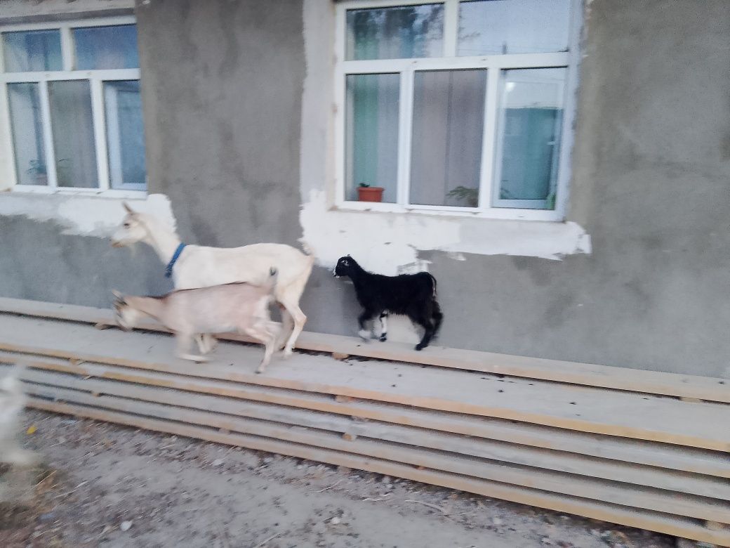 Сүтті ешкілер лақтарымен