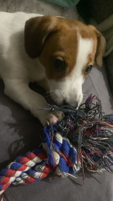 Продам щенка Джек Рассел