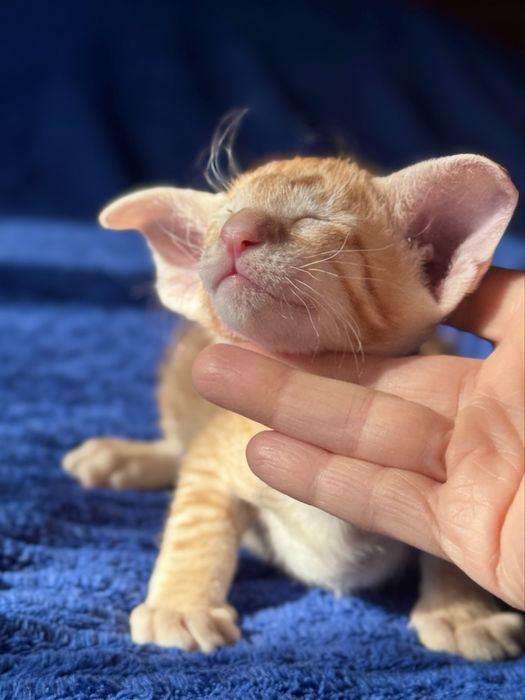 Ориентальная кот петерболд