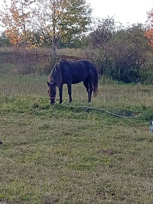 De vânzare cal castrat merge pe 9ani 4500 neg