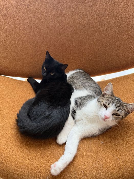 Donez Pisici Vaccinate și Deparazitate