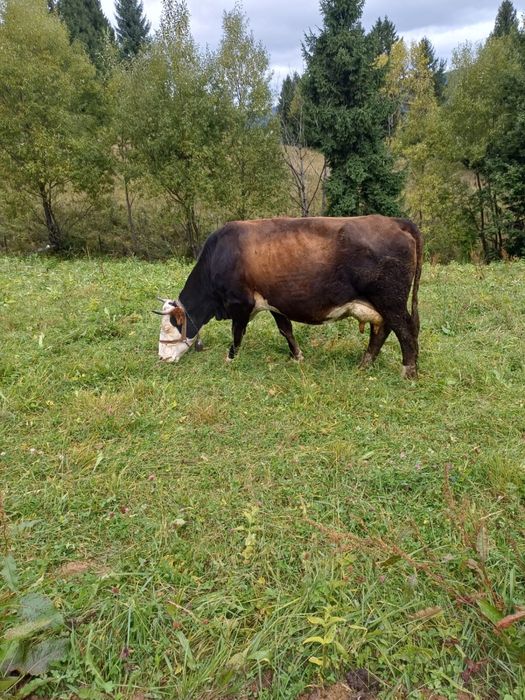 2 vaci de ținut cu lapte /gestante