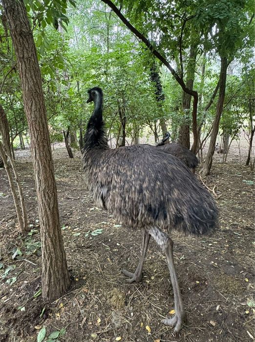Vand EMU pasari adulte si tineret 3 luni