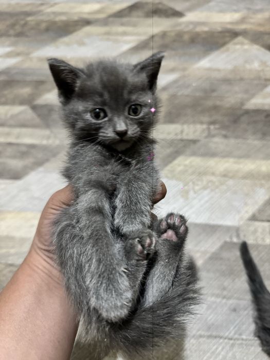 Чиройли уйинкарок фольд ва страйт британский мушукча сотилади