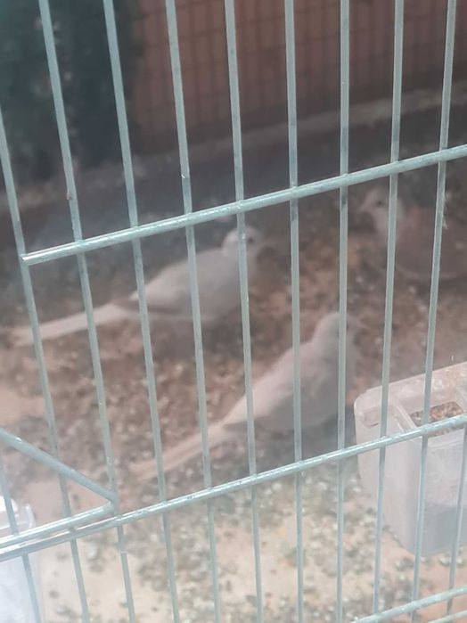 Продавам Диамантени гугутки