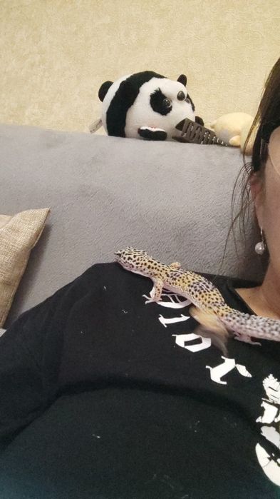 Эублефары разного возраста