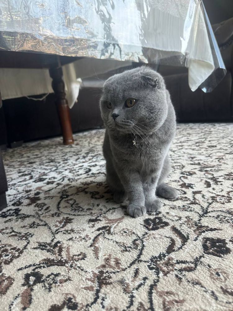 Мушук момик кулранг