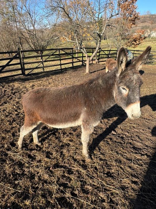 Vând magar de 1an 6 luni
