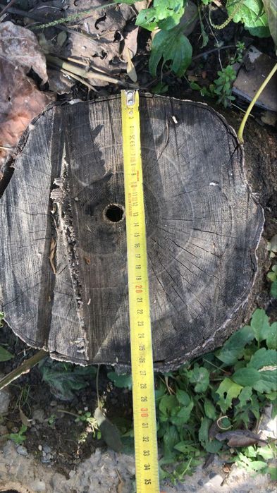 Paulownia puiet hibrid