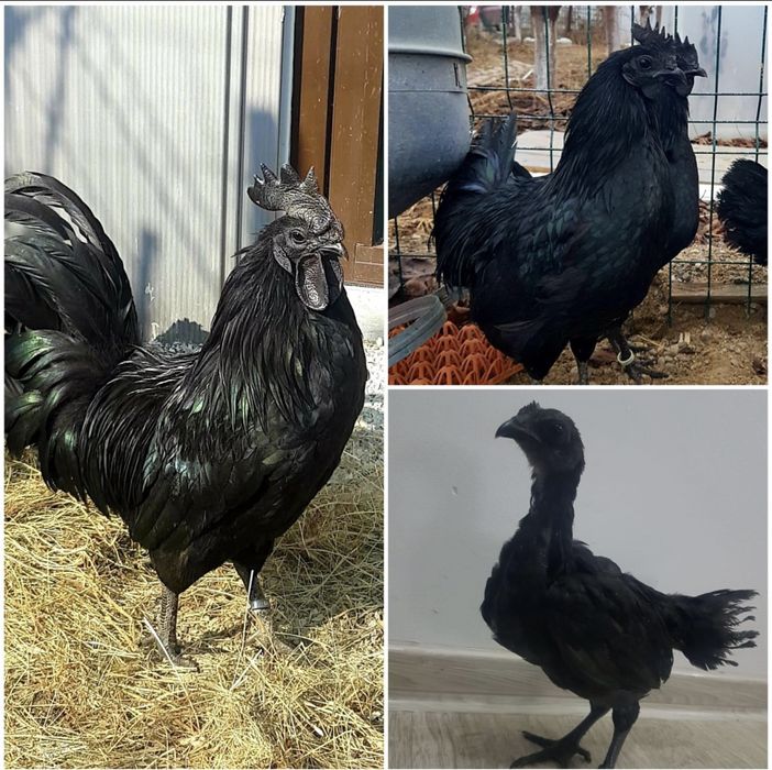 Oua de incubat ayam cemani, rasa pura, gaini complet negre