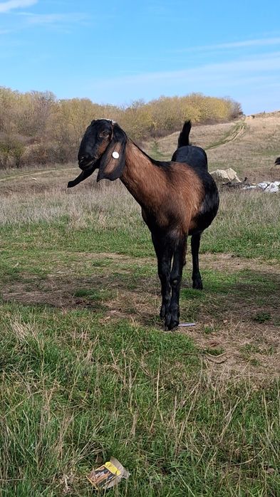 Vând 5capre Anglo Nubiene cu Pedigree