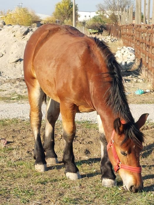 Vand mânza murga de noua  luni