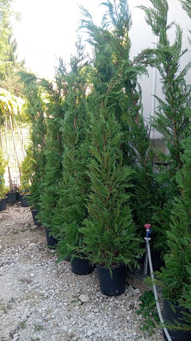 Leilandi chiparosi spirale magnolia