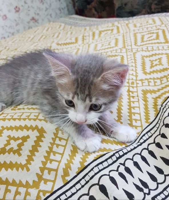 Котёнок в добрые руки